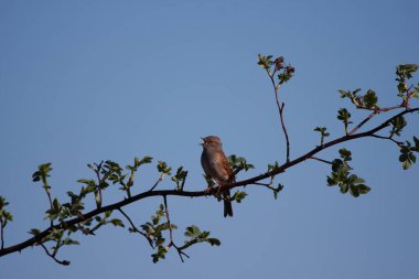 Dunnock sitting on a perch singing