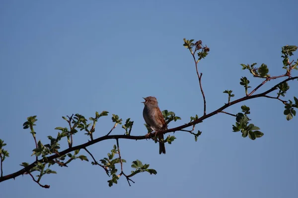 Dunnock sitting on a perch singing