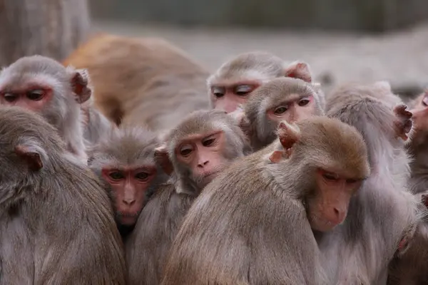 group of rhesus macaques resting together