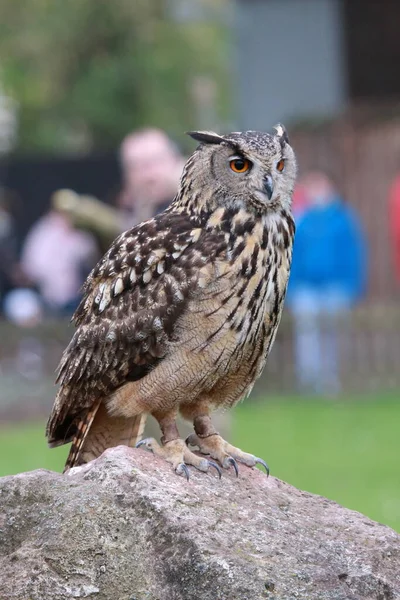 Eurasian eagle-owl sitting on a perch in a zoo