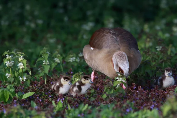 egyptian goose with goslings in a beautiful spring meadow