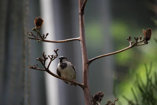 male house sparrow sitting on a twig