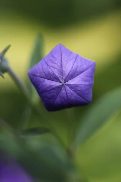 beautiful bud of a balloon flower, closeup with wonderful colors and bokeh
