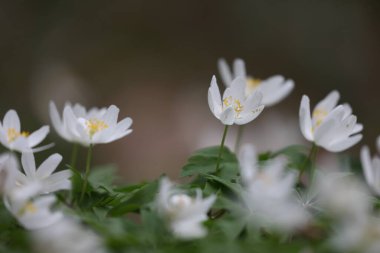 İlkbaharda bir ağaç şakayığının makrosu