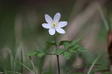 İlkbaharda bir ağaç şakayığının makrosu