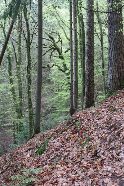 Forêt Printanière Avec Nouvelles Feuilles Fraîches — Photo