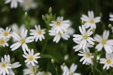 Daha büyük bir dikişin güzel yastığı.
