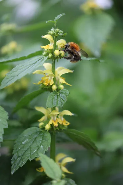 Yaban arısı altın bir ölü ısırgan otunu döllüyor