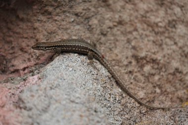 Güneş banyosu yapan bir kum taşında sıradan bir kertenkele.