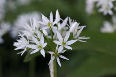 Beyaz, yabani sarımsak çiçeği tam çiçeklenmiş.