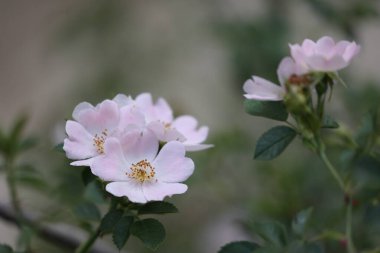 Gül içinde güzel dogrose rosa canina çiçeği