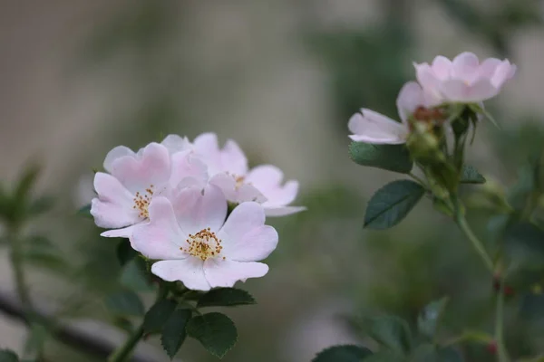 Wspólna Dogrose Rosa Canina Kwiat Ładny Róża — Zdjęcie stockowe