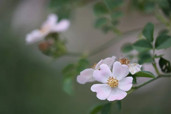 Gül Içinde Güzel Dogrose Rosa Canina Çiçeği Stok Fotoğraf