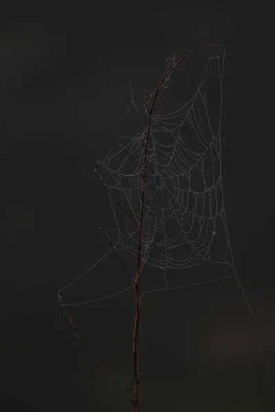 Spiderwebs Morning Dew Black Silver — Stock Photo, Image