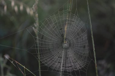 Çayırda parlayan gümüş örümcek ağı