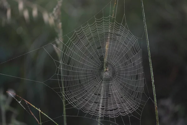 Silver Shining Spiderweb Meadow — Stock Photo, Image