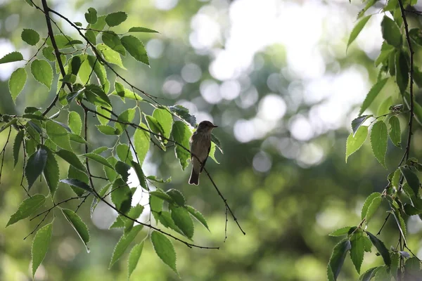 stock image spotted flycatcher perched on a tree branch waiting for insects to come