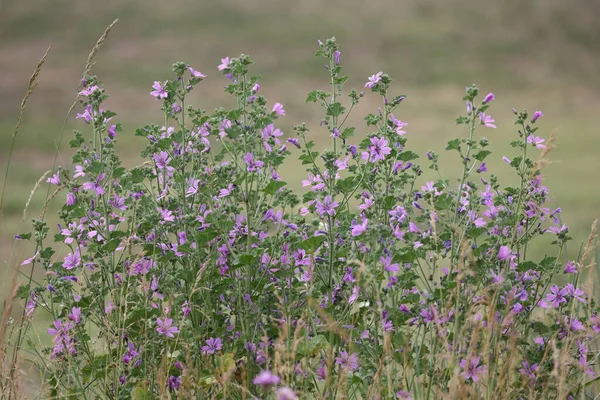 Yazın tomurcuklanan yüksek bir dalın güzel dalları
