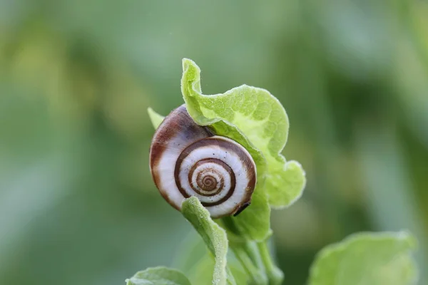 Yeşil yapraklı salyangoz.