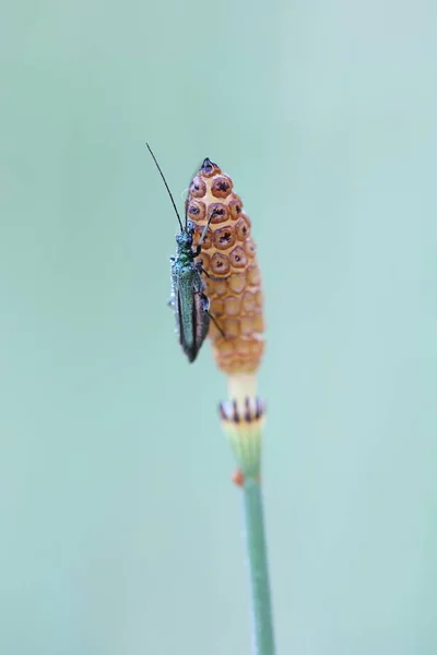 Escarabajo Hembra Muslo Swolen Hermosa Luz Suave —  Fotos de Stock