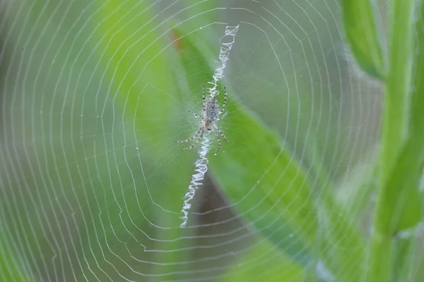 Μικρή Αράχνη Σφήκα Στο Δίχτυ Της — Φωτογραφία Αρχείου