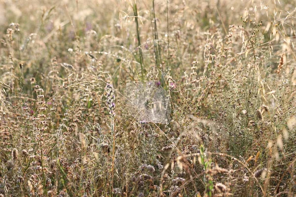 Çayırda Parlayan Gümüş Örümcek Ağı — Stok fotoğraf