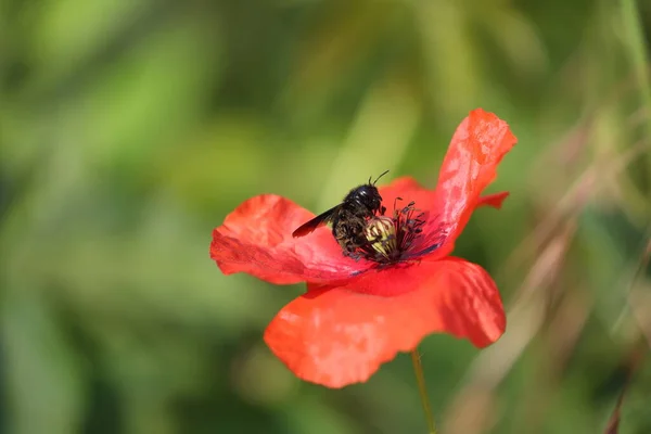 etkileyici siyah marangoz arı haşhaş çiçeğinin üzerinde