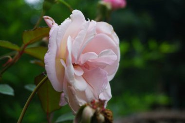 Güzel botanik fotoğrafı, doğal duvar kağıdı.