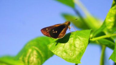 Kelebek yeşil yaprağın üzerinde oturuyor