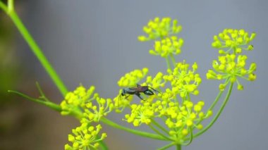 Mavi Guguk Kuşu Arısı (Thyreus dekoru) Güzel Çiçekler Üzerinde Uçan Foeniculum Vulgare Çiçekleri