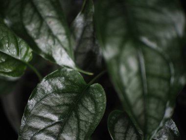 Monstera 'Siltepecana' leaves in shade