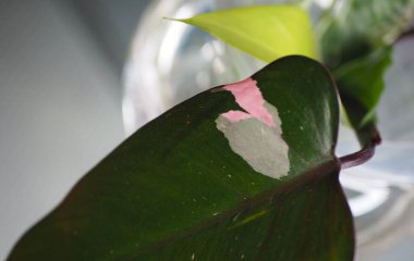 Philodendron Pink Princess with a neon pothos in the background