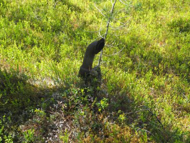 A pipe in the middle of the woods