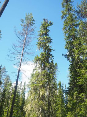 green tree covered in beard moss in the forest