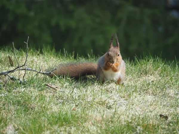 red squirrel on a mealtime