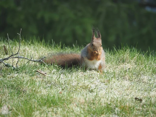 red squirrel on a mealtime