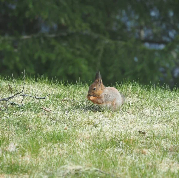 red squirrel on a mealtime