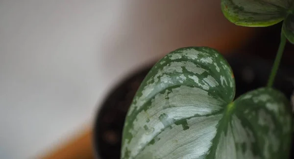 Philodendron Brandtianum leaf closeup