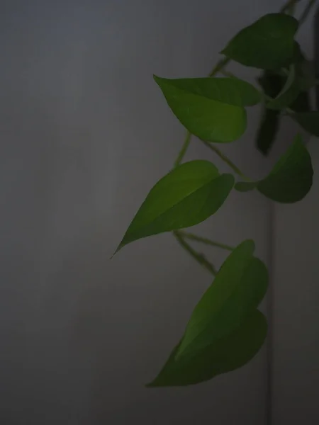 neon pothos houseplant trailing down
