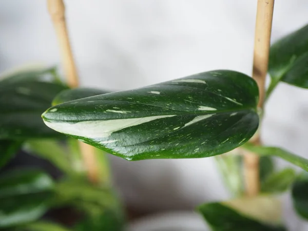 Monstera Standleyana Albo or Philodendron Cobra leaf