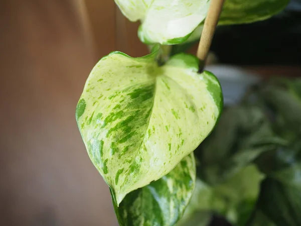 Epipremnum 'Manjula' or 'Happy Leaf'