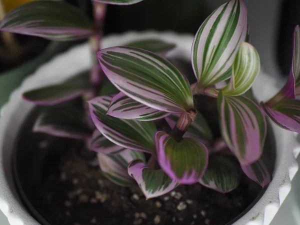 Tradescantia Nanouk thriving as a houseplant