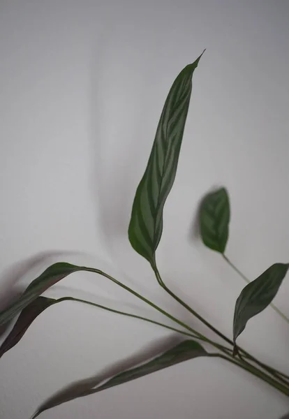 Plant casting a shadow on the wall