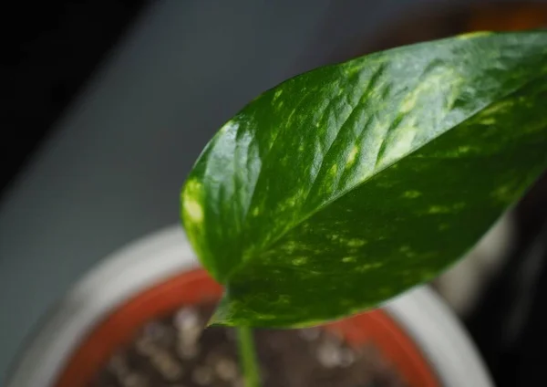 A golden pothos leaf