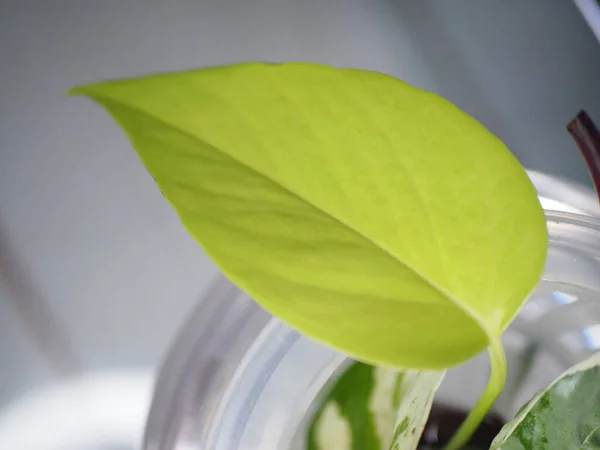 a leaf of a neon pothos plant