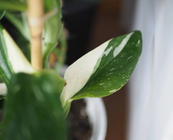 Monstera Standleyana Albo leaf