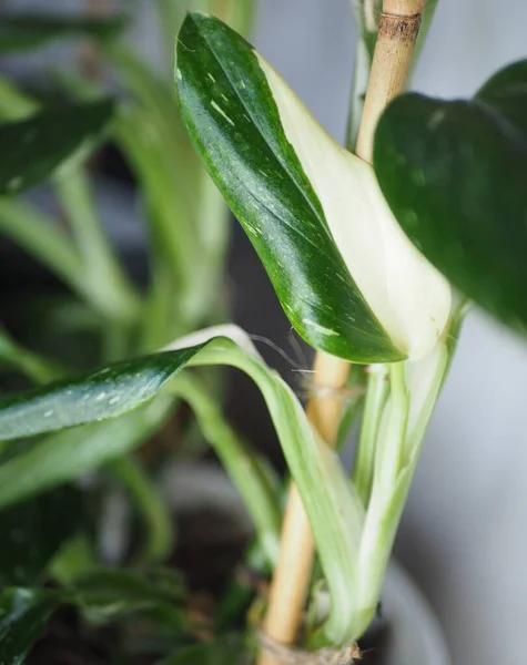 Monstera Standleyana climbing up