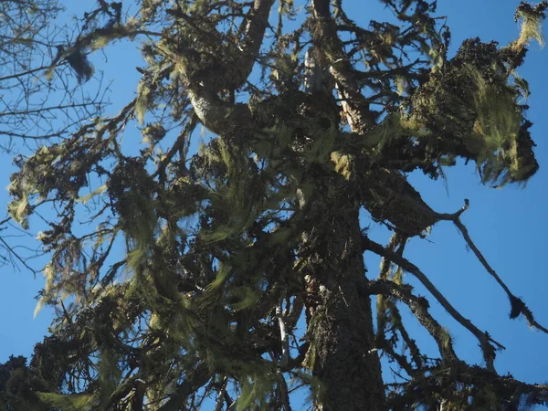 beard moss hanging off of branches in northern Finland