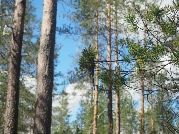 Trees and branches with blue sky background