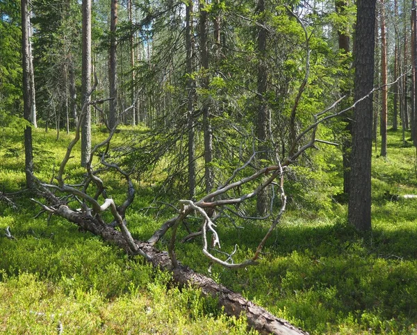 Forest landscape and trees